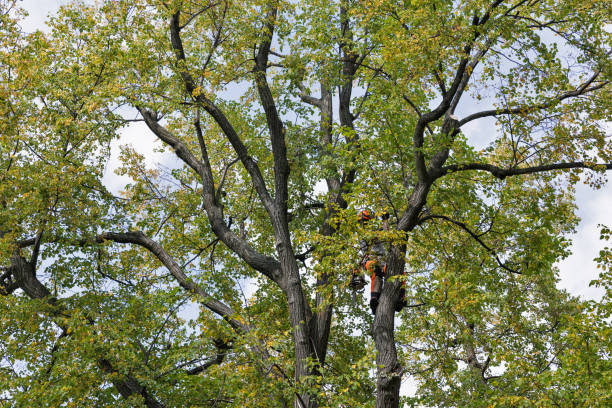 Best Root Management and Removal  in Montgomery, TX